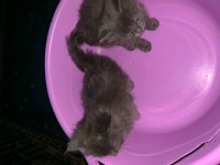 2 identical Grey female kittens