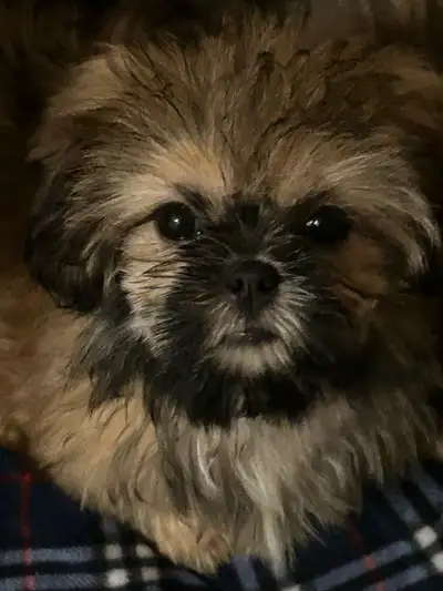 Magnifiques chiots Shih Tzu à vendre , View more