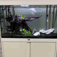 Fish tank 36.5 gal with stand and everything 