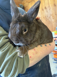 male bunny for adoption