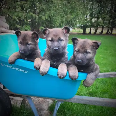 German Shepherd - Working Line Pups - CKC - Dark Sable, View more