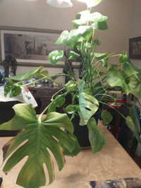 Monstera low light air purifier plant for condo apartment office