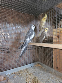 Cockatiels for rehoming