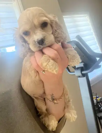 Absolutely Adorable American Cocker spaniel puppies available and ready or there new loving home. We...