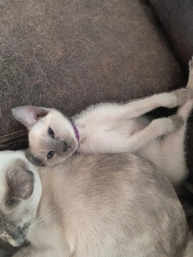 Chatons siamois in Cats & Kittens for Rehoming in Laurentides - Image 4