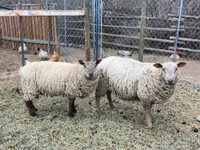 Two Lambs for sale