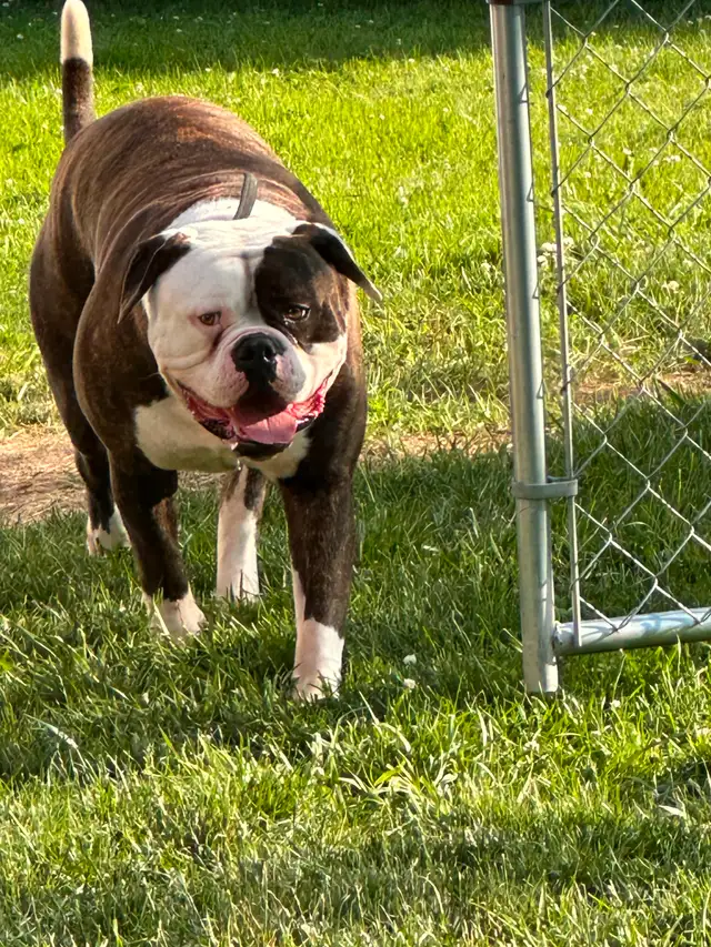 PUREBRED AMERICAN BULLDOG MALE in Dogs & Puppies for Rehoming in Hamilton - Image 4