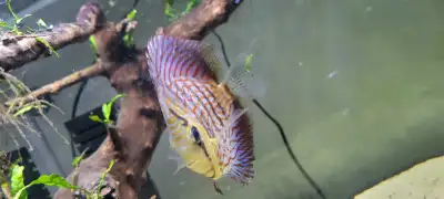 Discus fish, View more