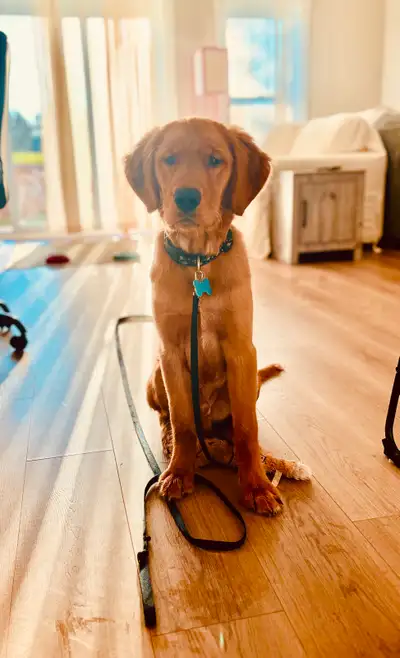 Hello. I am a professional woman in my fifties with a 1 year old golden retriever named Doug. We man...