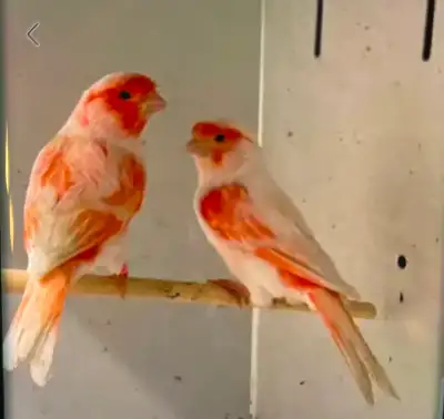 Red Mosaic canaries, View more