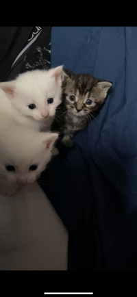 Female Kitten