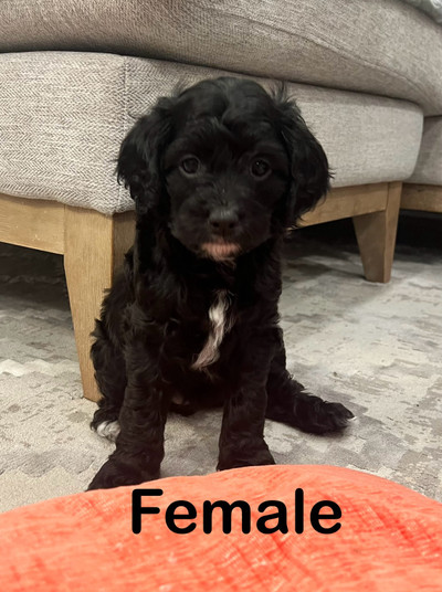 Only 2 Cockapoo puppies left . 10 weeks old 