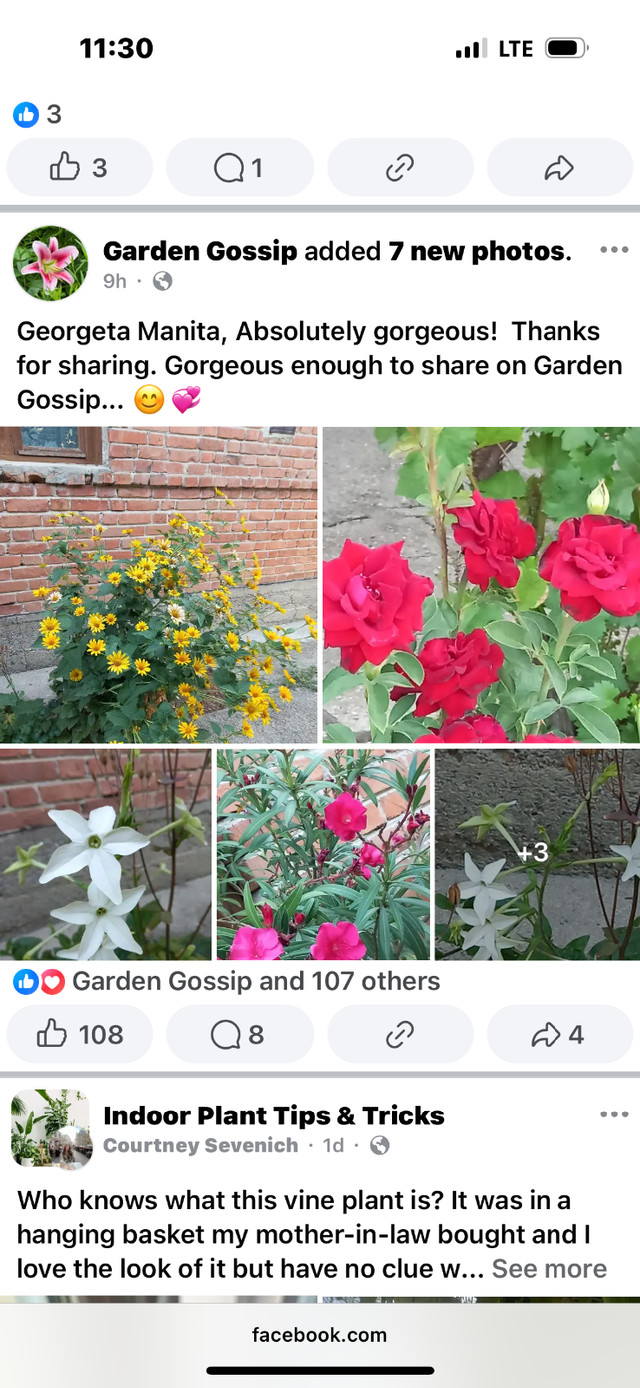 Indoor / outdoor plants in Plants, Fertilizer & Soil in Calgary