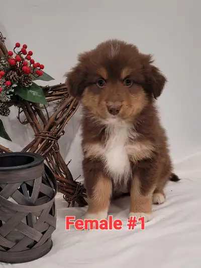 Looking for a fury friend ?! Come meet this friendly litter for mini australian shepherds! They gets...