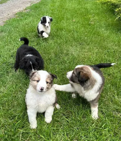 Australian Shepherd/Sheltie mix, View more