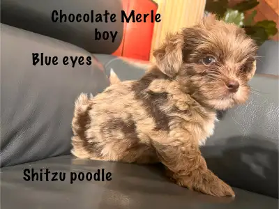 hypoallergenic non shedding shitzu x poodle puppies , View more