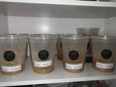 Fruit Fly Cultures deal on 2 , View more