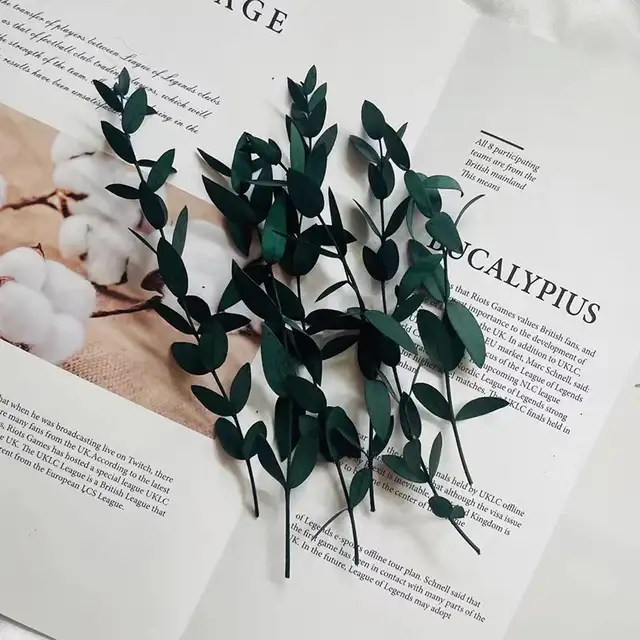 Brand new real Eucalyptus leaves DIY Home decor633734092551691219