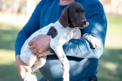These adorable GSP (German Shorthaired Pointer) puppies are looking for their forever homes! They ar...