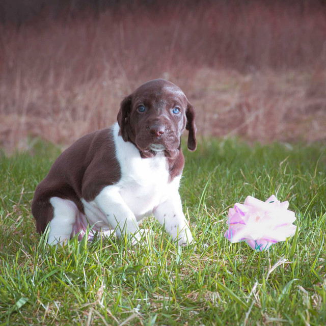 German shorthaired  pointer puppies  in Dogs & Puppies for Rehoming in North Bay - Image 2