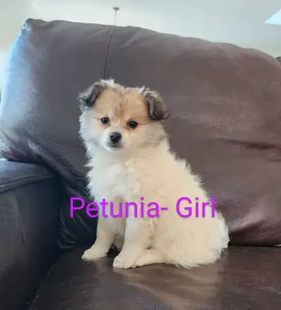 Ready to Go Home Pomeranian Puppies, View more