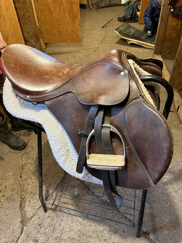  English Saddle   in Horses & Ponies for Rehoming in Kawartha Lakes - Image 3