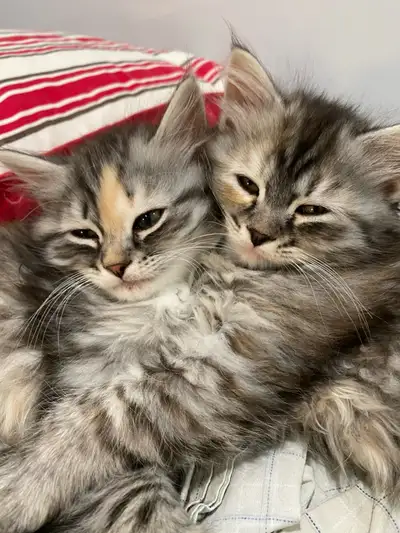 hypoallergenic Siberian kittens available for adoption , View more