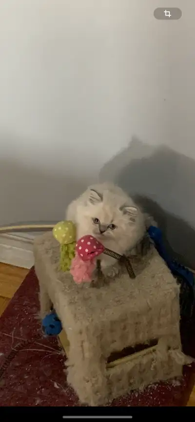Chaton Hymalayen, Voir plus