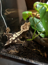 Gecko avec terrarium 24" X 18" et accessoires 