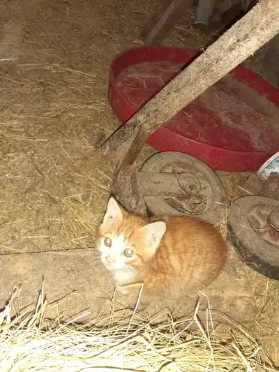 3 kittens , View more