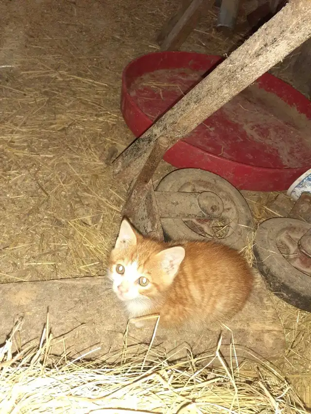 3 kittens  in Cats & Kittens for Rehoming in North Bay - Image 2