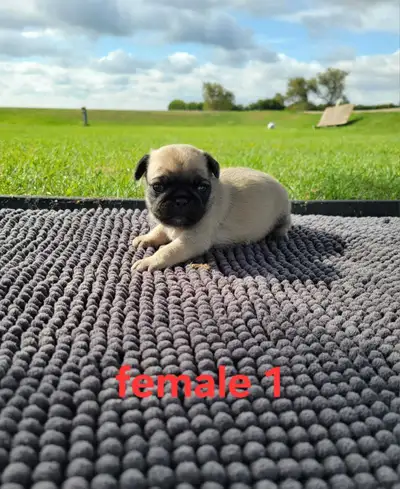 Pug Puppies, View more