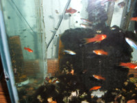 Community tropical fish - various types