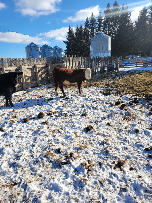 YEARLING POLLED HEREFORD BULLS in Livestock in St. Albert - Image 4