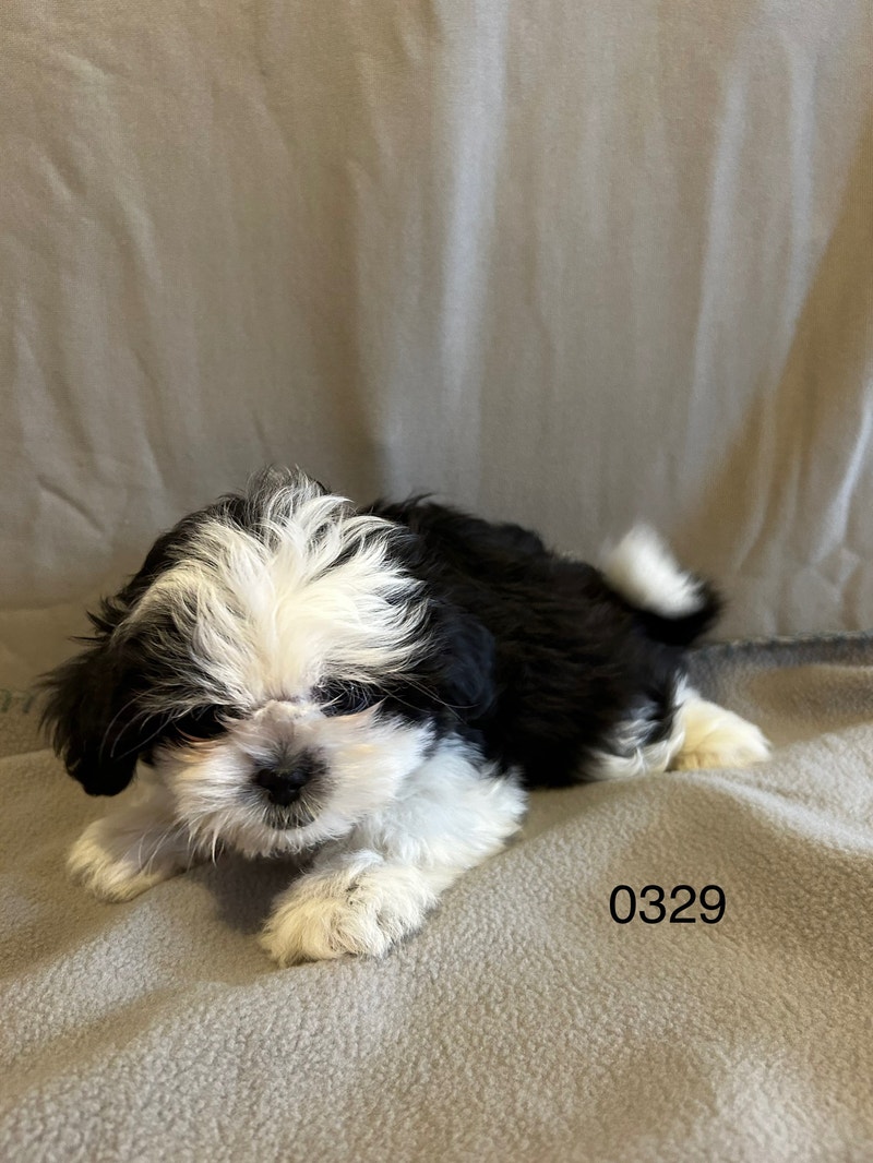 Shihtzu Puppies Dogs & Puppies for Rehoming Lethbridge Kijiji