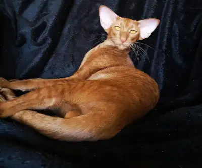Oriental shorthair cats, View more