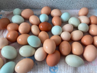 Hatching fertilized chicken eggs baby chicks hens pullets