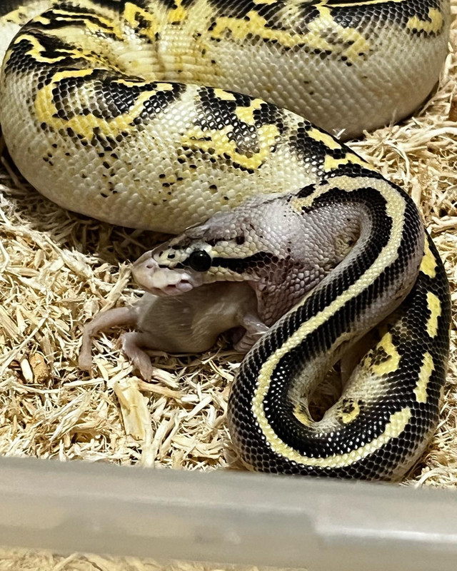 Ball Python in Reptiles & Amphibians for Rehoming in St. John's - Image 2