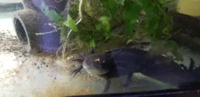 I have 2 black 1 black/wild adults for sale. $40 each or $100 for all 3. Please have at least a 30ga...