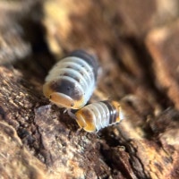 Cubaris sp. “White Shark” Isopods Victoria British Columbia Preview