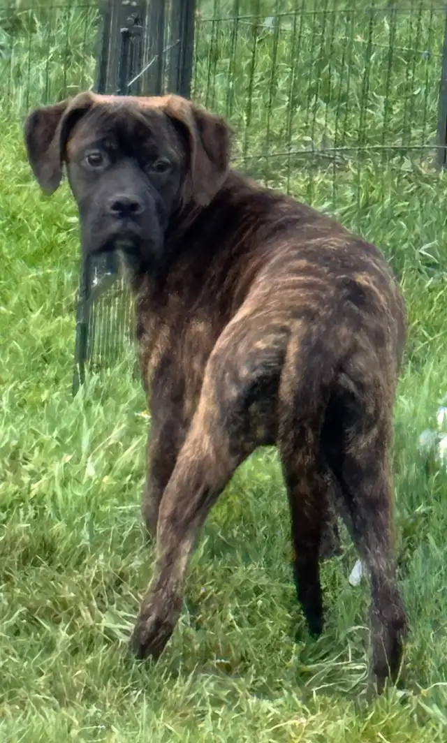Boxer Cross Puppies **ONLY 1 LEFT** in Dogs & Puppies for Rehoming in Edmonton - Image 3