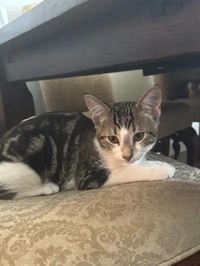 Cat description Calico tabby Male 4 months Date of birth: December 16