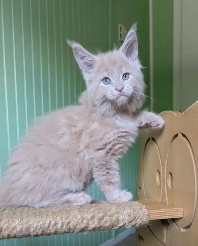 Cream big maine coon kitten, View more