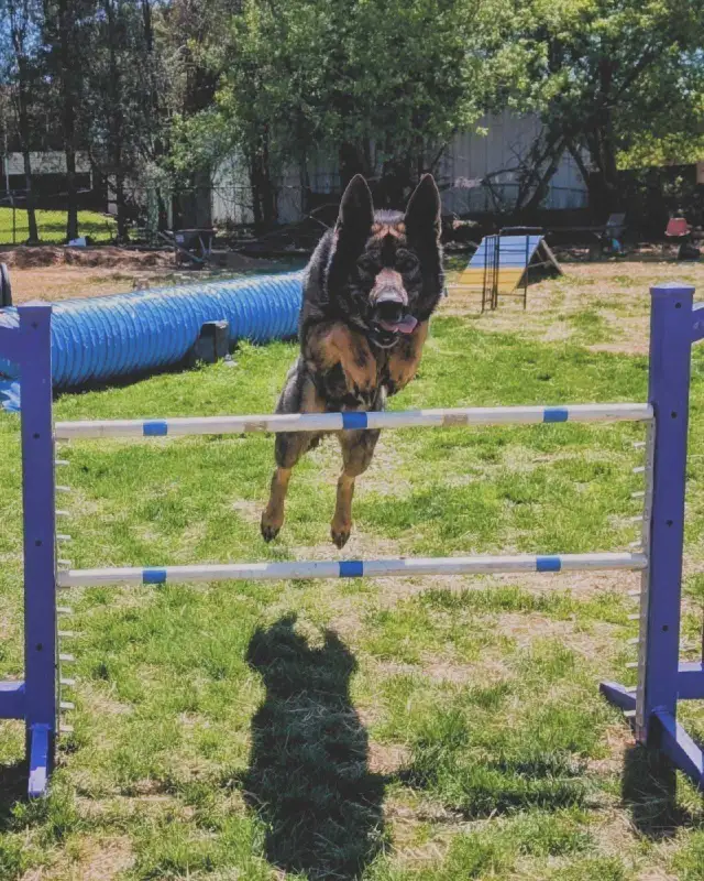 Dog Fun Agility Classes466871380115476481