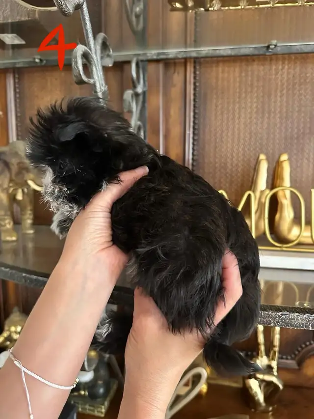 morkies male in Dogs & Puppies for Rehoming in Gatineau - Image 8