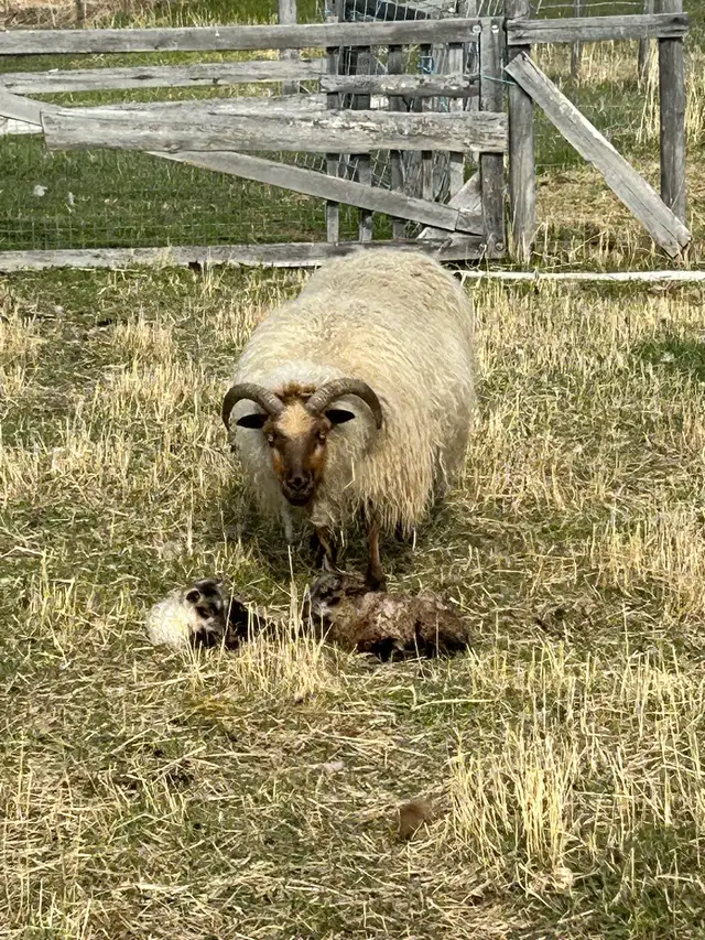 Icelandic Ewe Lambs For Sale!! in Livestock in Burns Lake - Image 5