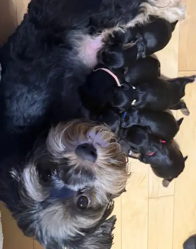 Yorkie Puppies, View more