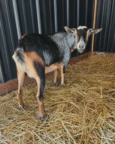 2024 Nigerian Dwarf Doe , View more