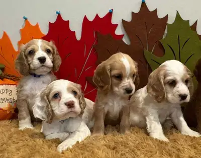  COCKER SPANIEL PUPPIES , View more