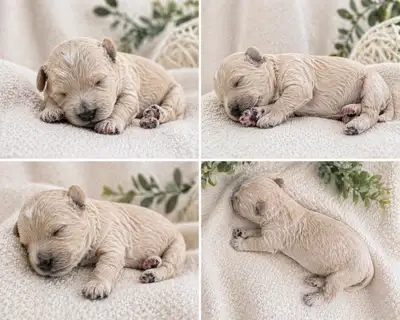 Poodle / bichon puppy - Poochon, View more
